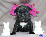 Собаки в Брянске: Французский бульдог щенки Мальчик, 30 000 руб. - фото 4