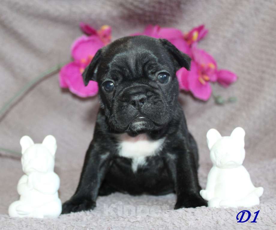 Собаки в Брянске: Французский бульдог щенки Мальчик, 30 000 руб. - фото 4