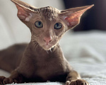 Кошки в Мурманске: Ориентальные котята Мальчик, Бесплатно - фото 1