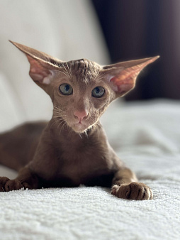 Ориентальные котята