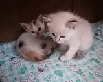Кошки в Рассказово: Котята в добрые руки Мальчик, Бесплатно - фото 4