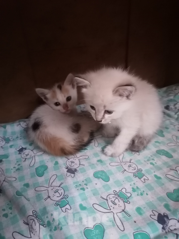 Кошки в Рассказово: Котята в добрые руки Мальчик, Бесплатно - фото 4
