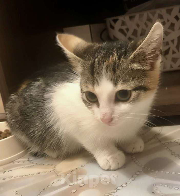 Кошки в Санкт-Петербурге: Котенок девочка 2,5 месяца  Девочка, Бесплатно - фото 3