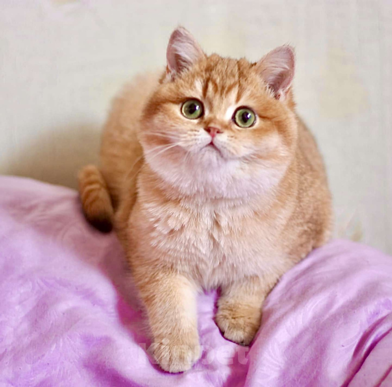 Кошки в Москве: Котик золотая шиншилла  Мальчик, 50 000 руб. - фото 1