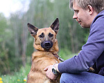 Собаки в Санкт-Петербурге: Ласковый, отзывчивый и очень милый пёс Мальчик, Бесплатно - фото 9