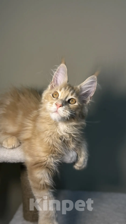 Кошки в Верхнем Салде: Роскошный котенок Мейн-кун с отличными породными данными (Шоу-класс) Мальчик, 60 000 руб. - фото 2