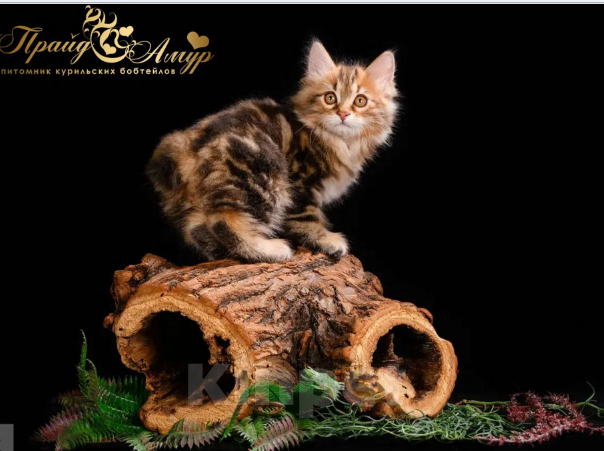 Кошки в Москве: Котик Курильского Бобтейла Мальчик, Бесплатно - фото 4