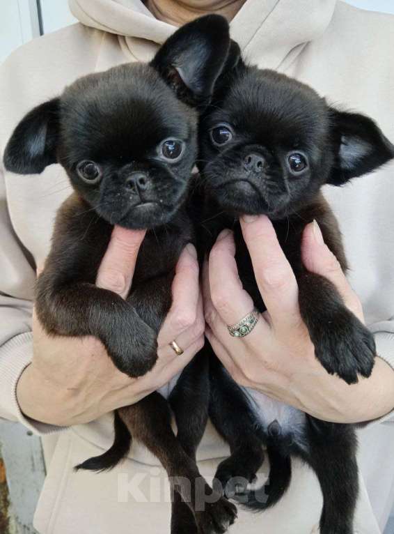 Собаки в Туле: метисы Девочка, Бесплатно - фото 3