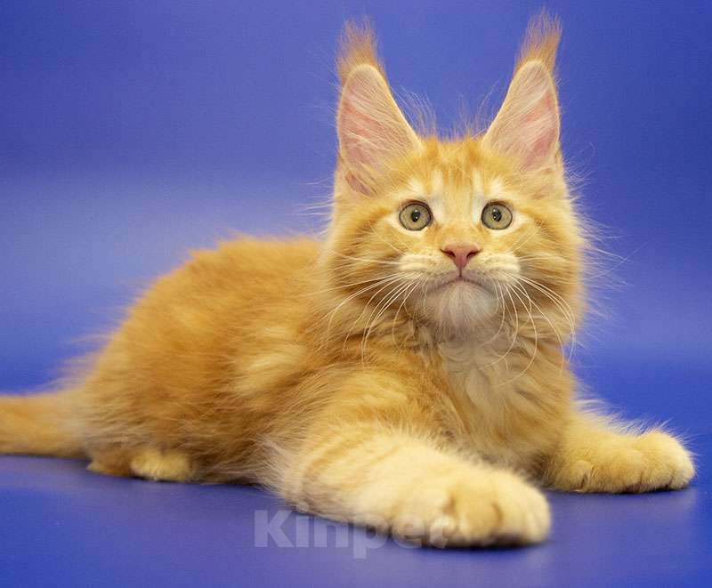 Кошки в Москве: Мейн-кун котенок Мальчик, Бесплатно - фото 4