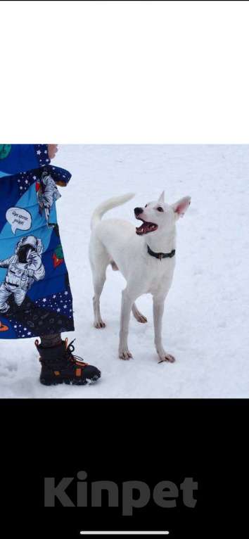Собаки в Москве: Ласковый Арчи ищет дом Мальчик, Бесплатно - фото 10