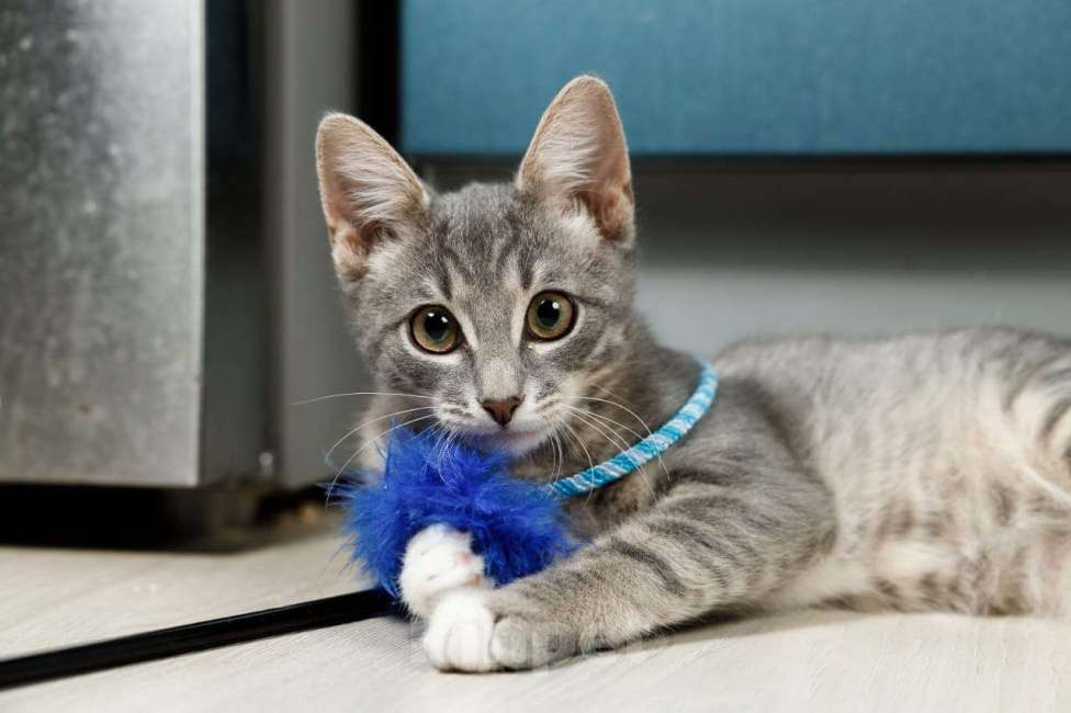 Кошки в Москве: Очень ласковый котёнок в добрые руки  Мальчик, Бесплатно - фото 1