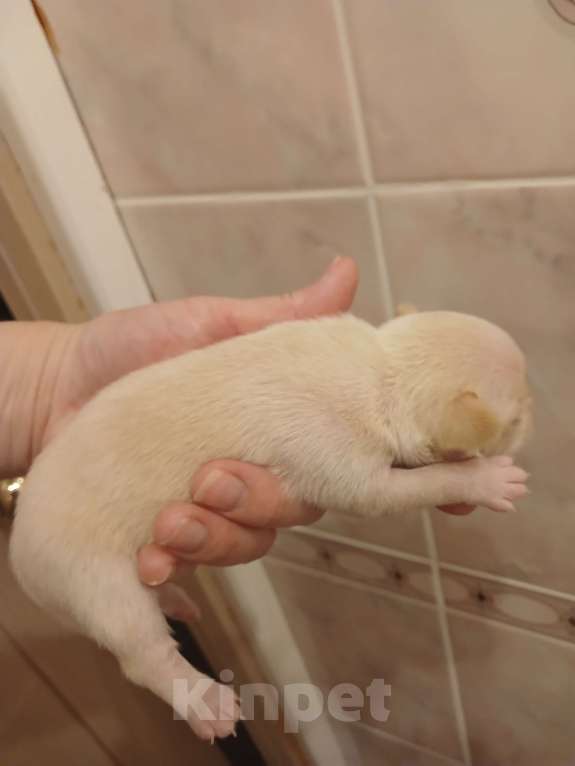 Собаки в других городах Воронежской области: Чихуахуа мини короткошерстные Девочка, 35 000 руб. - фото 4