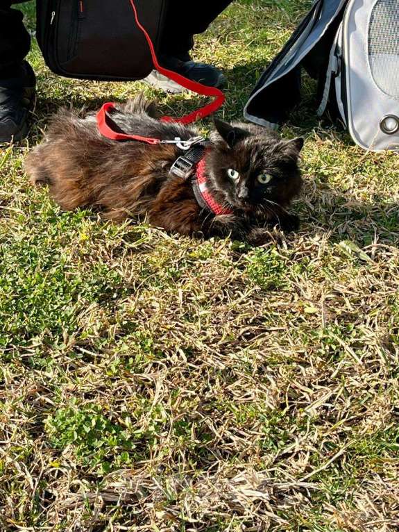 Кошки в Краснодаре: ПРОШУ ПОМОГИТЕ она часть семьи Девочка, 3 000 руб. - фото 2