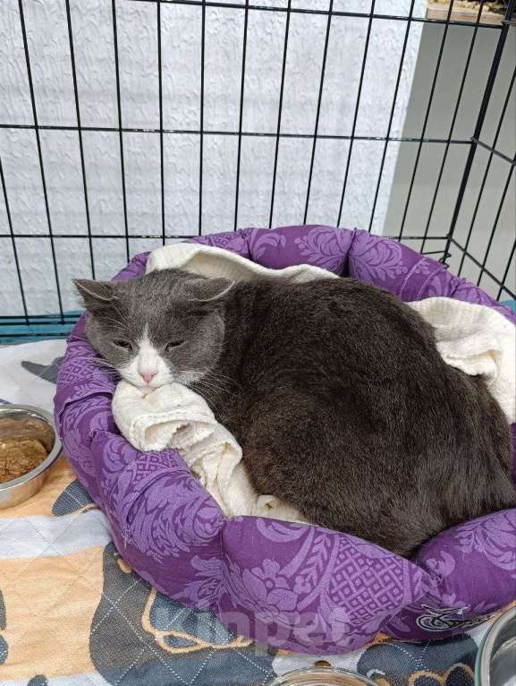 Кошки в Мурином: Подарите дом настоящей труженице! 🐾 Девочка, Бесплатно - фото 2