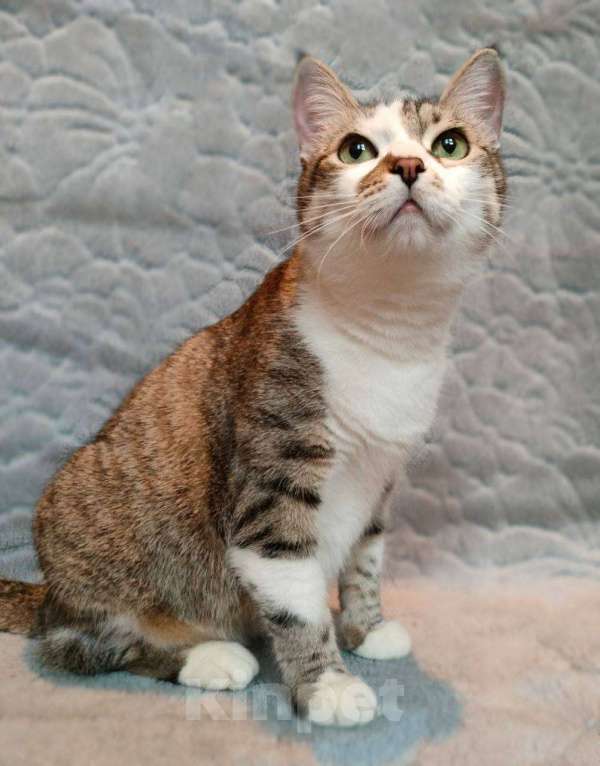 Кошки в Москве: Кошка Скалли ищет дом! Девочка, Бесплатно - фото 3