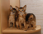 Кошки в Калаче-На-Доне: Абиссинские котята, 25 000 руб. - фото 7