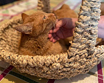 Кошки в Москве: Гарик - рыжий кот в добрые руки Мальчик, 100 руб. - фото 3