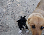 Собаки в Коломне: Чёрные, с белыми гольфами, фартуками и кончиком хвоста Девочка, Бесплатно - фото 3