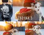 Собаки в Москве: Щенки бордер-колли РКФ Девочка, 95 000 руб. - фото 1