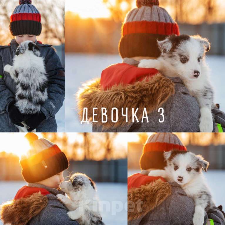 Собаки в Москве: Щенки бордер-колли РКФ Девочка, 95 000 руб. - фото 1