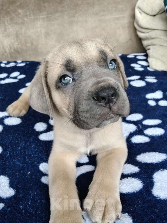 Собаки в других городах Краснодарского края: Кане-Корсо, щенок Мальчик, 30 000 руб. - фото 1