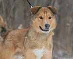 Собаки в Москве: Агат Мальчик, Бесплатно - фото 3