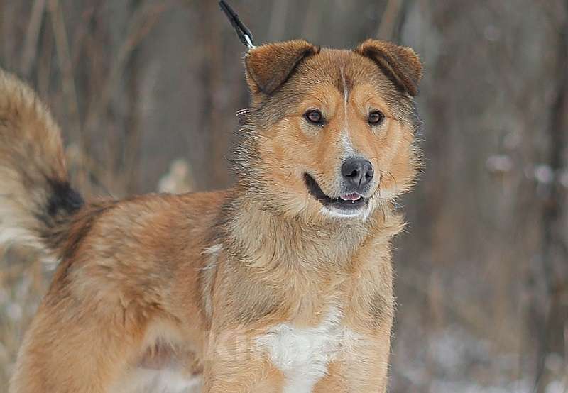Собаки в Москве: Агат Мальчик, Бесплатно - фото 3