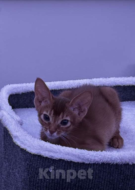 Кошки в других городах Московской области: Абиссинский котенок Мальчик, 50 000 руб. - фото 1