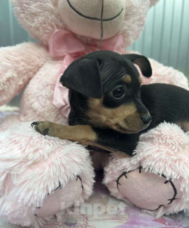 Собаки в других городах Ставропольского края: Продаются тойчики  Мальчик, Бесплатно - фото 4