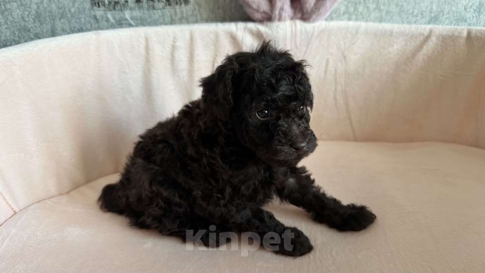 Собаки в Москве: Той-пудель Мальчик, Бесплатно - фото 1