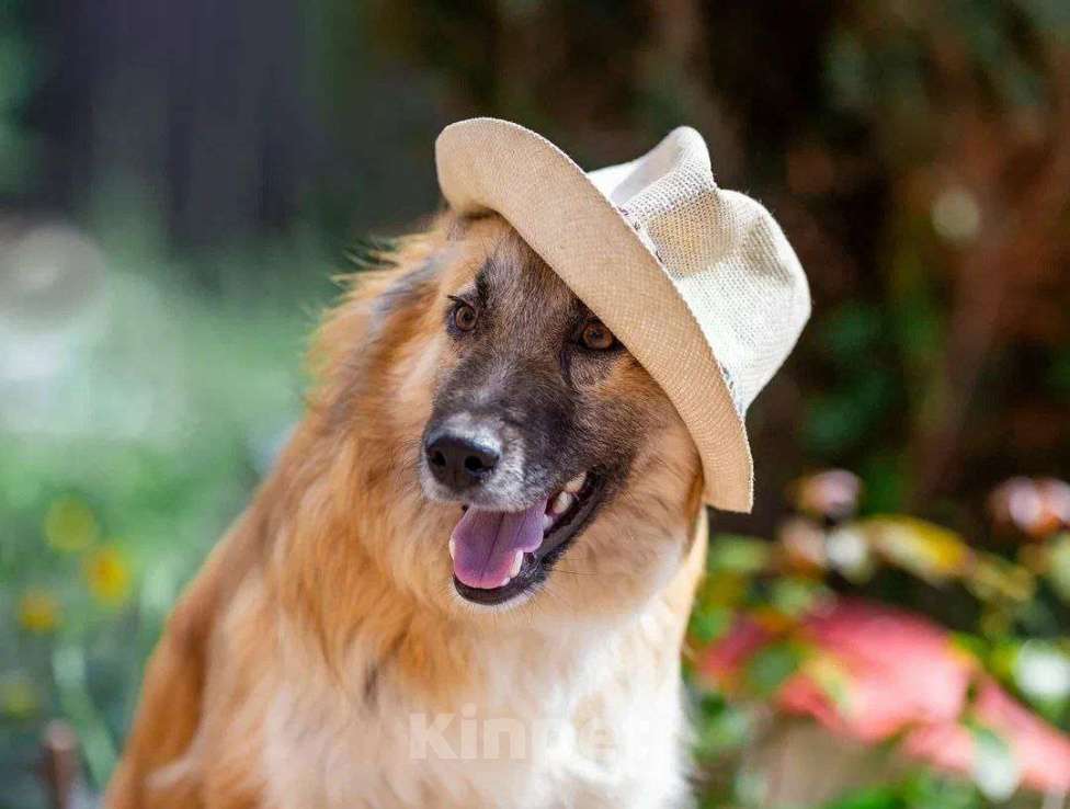 Собаки в Апрелевке: Собачий подросток, умничка и добряк Митька, 11 мес.  - в добрые руки Мальчик, 100 руб. - фото 3