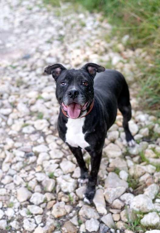 Собаки в Москве: Стаффордширский терьер Юта — собака-улыбака в дар Девочка, 1 руб. - фото 2