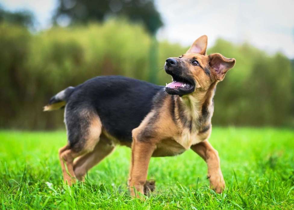 Собаки в других городах Московской области: Тот, кто украдет Ваше сердце:) Мальчик, Бесплатно - фото 2