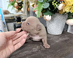 Собаки в Краснодаре: Мальчики американского булли  Мальчик, 100 000 руб. - фото 7