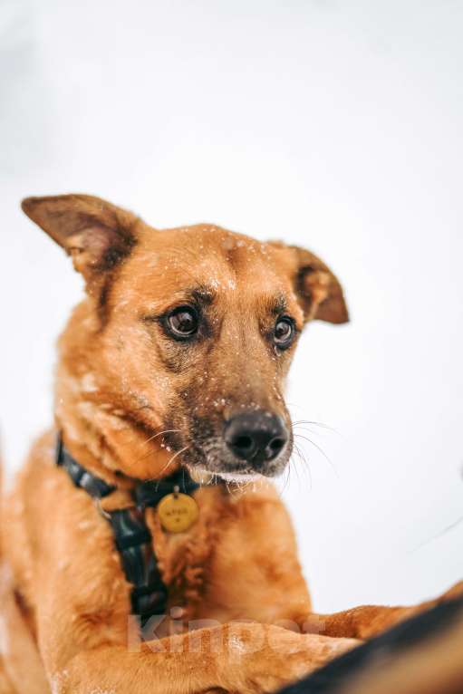 Собаки в Москве: Чанго ищет дом Мальчик, Бесплатно - фото 1