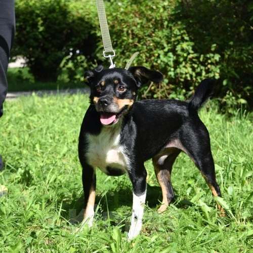 Собаки в Раменском: Коба и Топик в поисках дома Мальчик, Бесплатно - фото 3