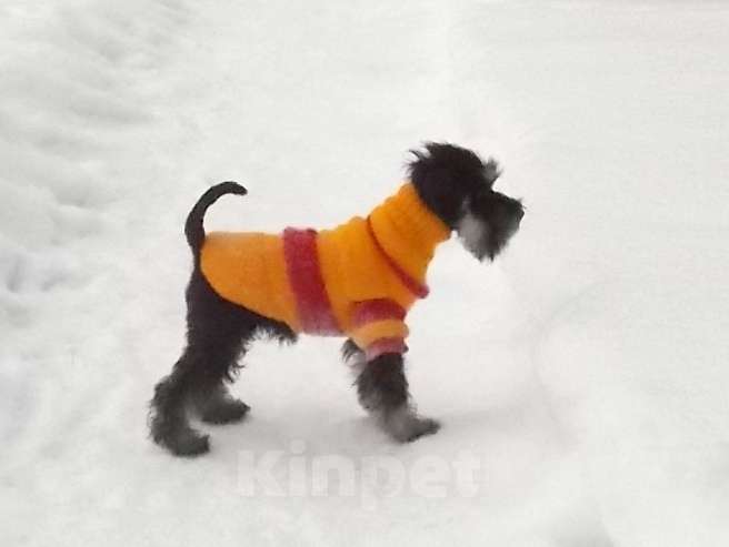 Собаки в Выборге: Щенок цвергшнауцера Девочка, Бесплатно - фото 2