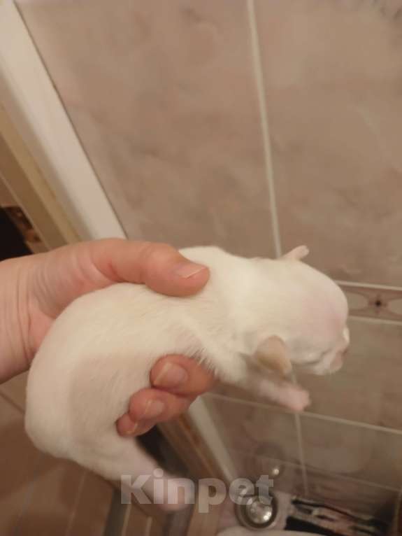 Собаки в других городах Воронежской области: Девочки три и один мальчик Девочка, 35 000 руб. - фото 2