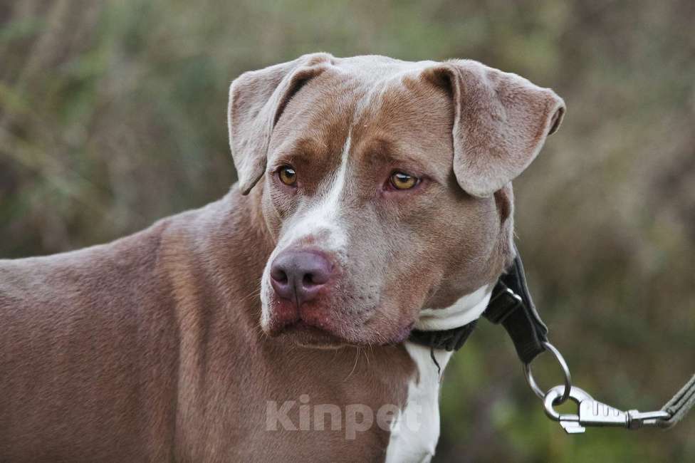 Собаки в Москве: Молодая питбуль Бежа в дар Девочка, 1 руб. - фото 3