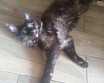 Кошки в Новосибирске: Котёнок Мэйн-кун Девочка, Бесплатно - фото 3