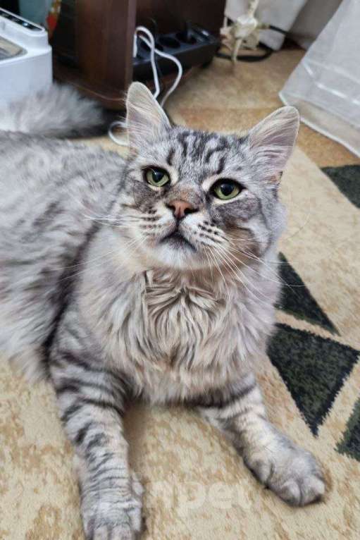 Кошки в Москве: Корсик ищет дом Мальчик, Бесплатно - фото 2