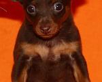 Собаки в Москве: продается щенок пражского крысарика Мальчик, 65 000 руб. - фото 2