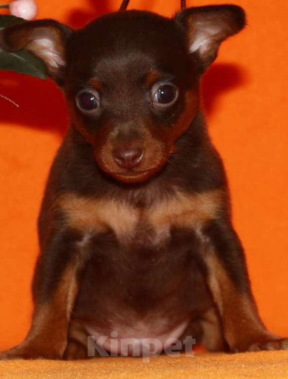 Собаки в Москве: продается щенок пражского крысарика Мальчик, 65 000 руб. - фото 2