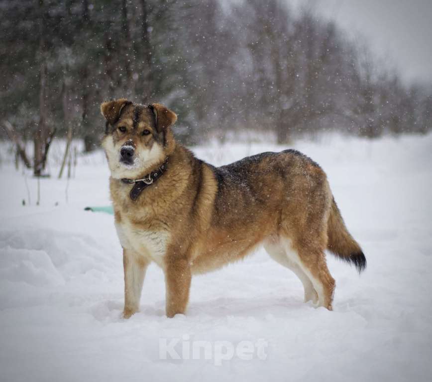 Собаки в Наро-Фоминске: Белла Девочка, Бесплатно - фото 7