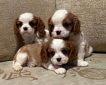 Собаки в Москве: Кавалер Кинг Чарльз спаниель 2 мес Мальчик, 90 000 руб. - фото 1