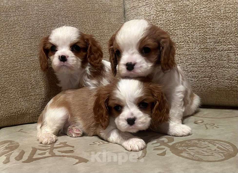 Собаки в Москве: Кавалер Кинг Чарльз спаниель 2 мес Мальчик, 90 000 руб. - фото 1