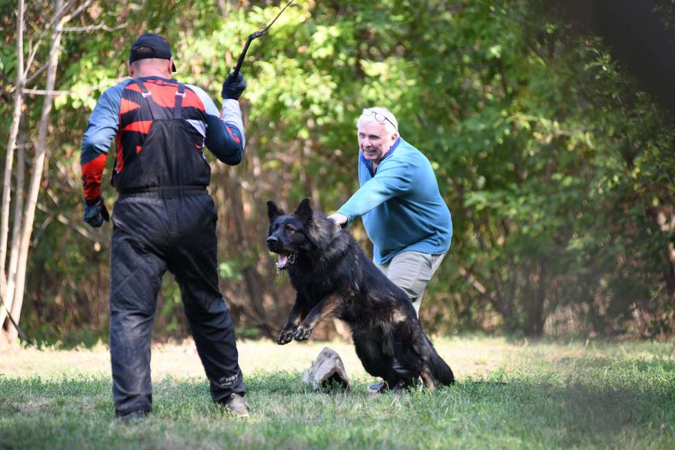 Собаки в Краснодаре: Вязка кобеля зонарного окраса 100% DDR крови Мальчик, 65 000 руб. - фото 3