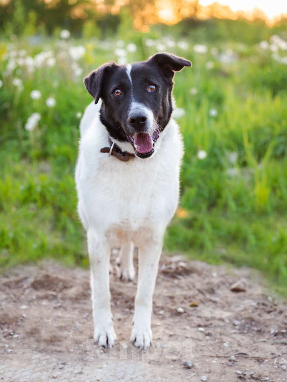 Собаки в Москве: Пёсель из приюта в поисках дома Мальчик, Бесплатно - фото 8