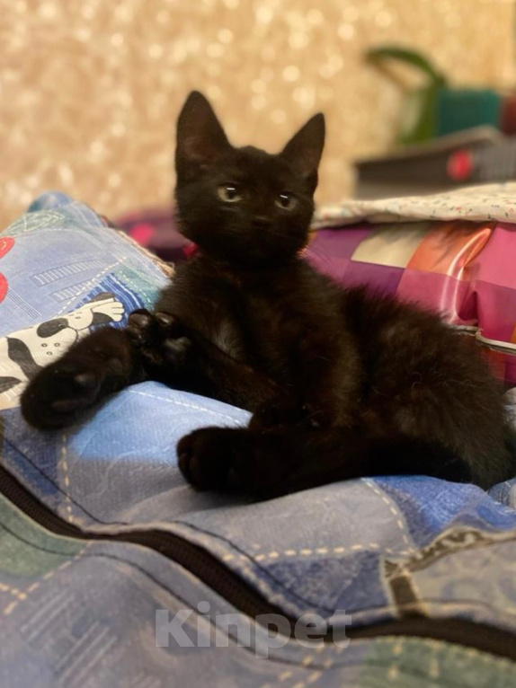 Кошки в Москве: Ураган, оптимист, весельчак, ласкун, деловой и предприимчивый пацан ищет дом Мальчик, 1 руб. - фото 3