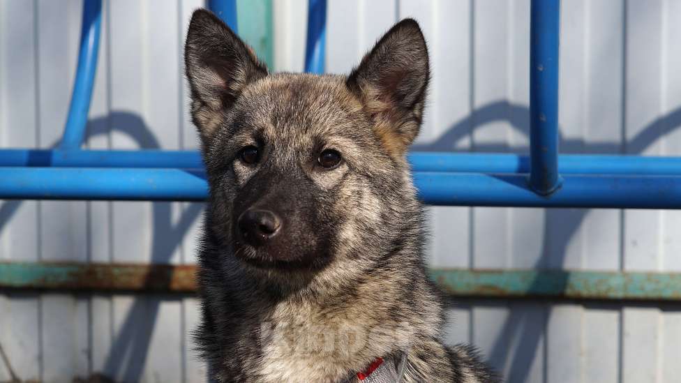 Собаки в Ногинске: Щенок ищет дом Девочка, Бесплатно - фото 6